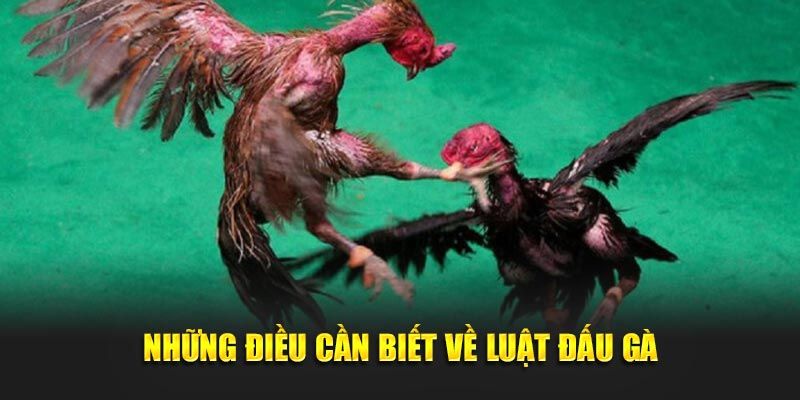 Luật chơi đá gà cựa sắt theo chuẩn 32WIN